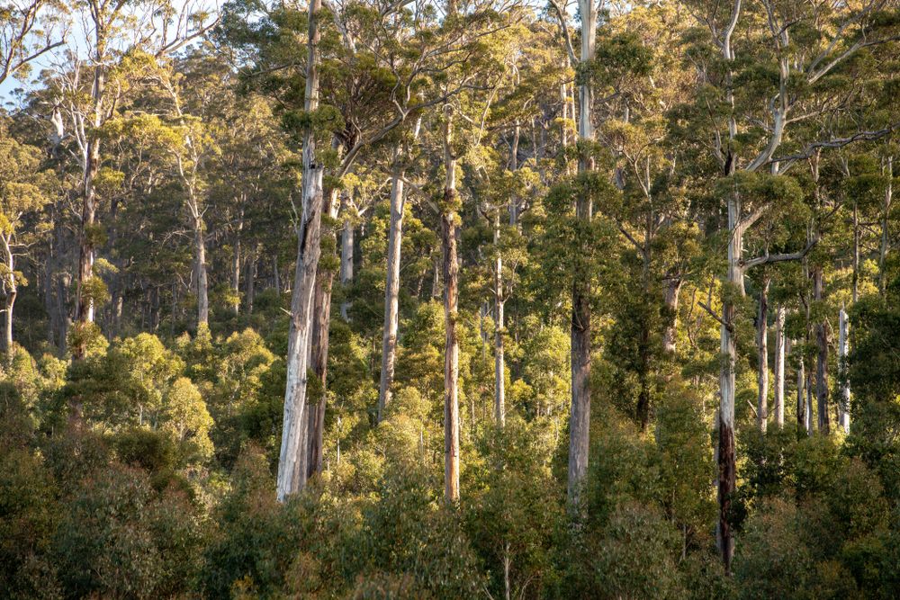 Aboriginal Access to Traditional Materials