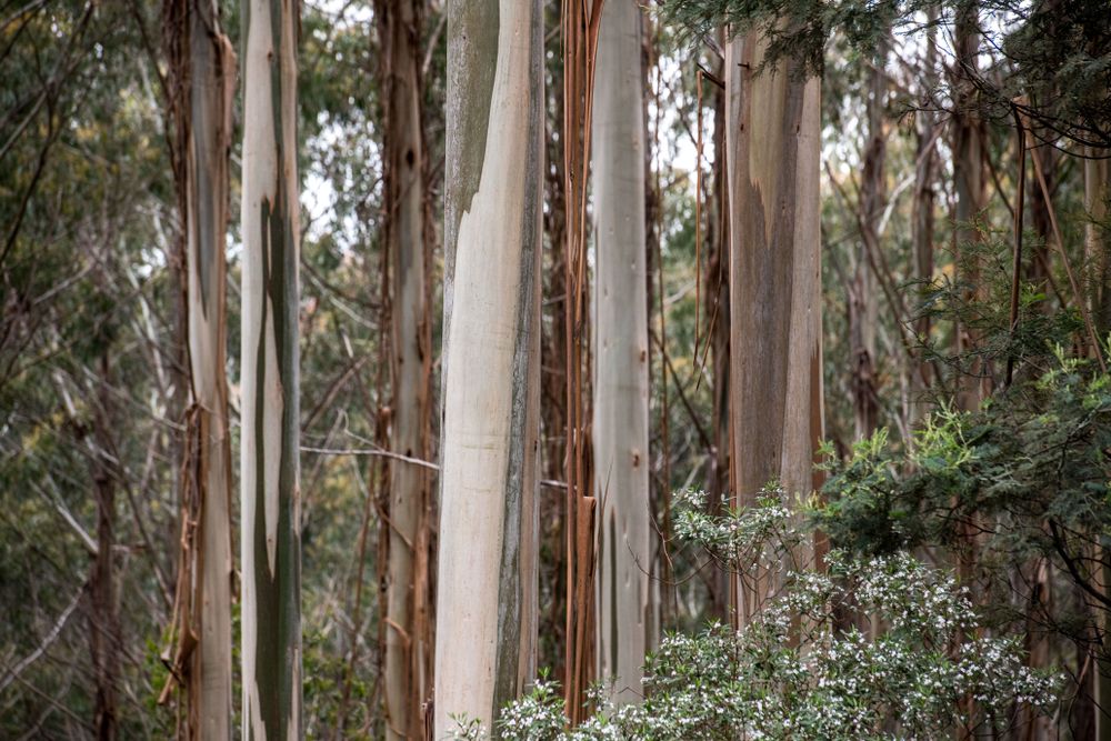 Permanent Native Forest